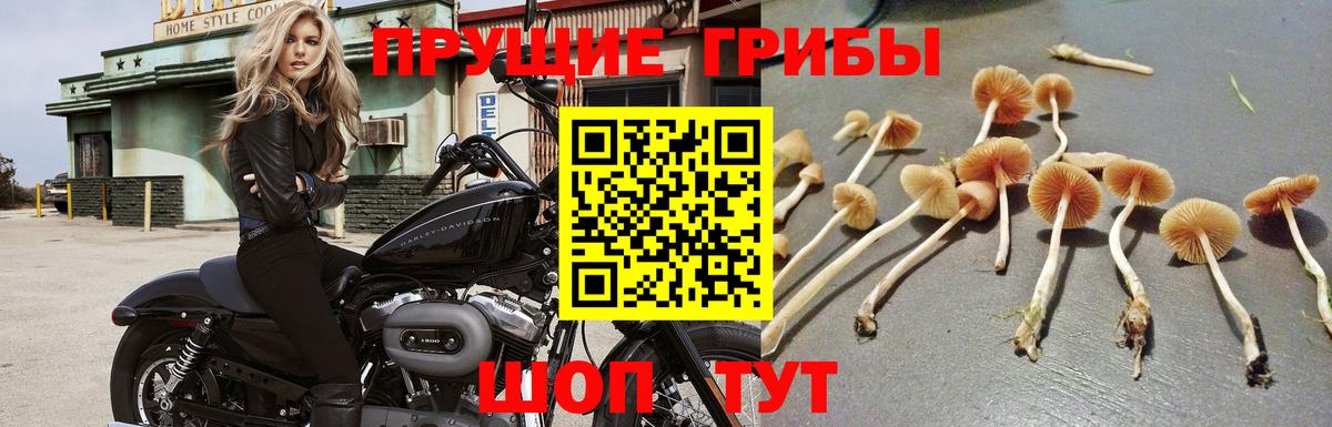 Галлюциногенные грибы Psilocybe  купить наркотики цена  Вход с VPN  Кемерово  Псилоцибиновые грибы Psilocybine cubensis 